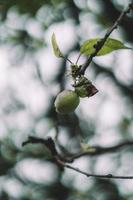 grüner Apfel wächst auf Zweig foto