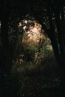 Sonne bricht durch die Waldbäume