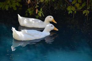 Enten schwimmen in einem Teich foto