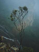 isolierter grünblättriger Baum foto