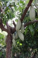 brauner obstpflanzenbaum mit grüner textur auf natürlichem blatthintergrund foto