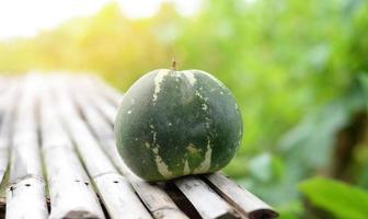 muskmelon - thailändische melonenernte der grünen cantaloupe-melone vom gartenlandwirtschafts-naturhintergrund foto