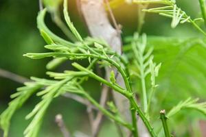 Acacia pennata willd insuavis nielsen mimosaceae - senegalia pennata auf baum in der natur gemüse thailändische kräuterblätter und nahrung foto