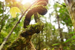 Waldholz schöne Natur mit Weinpflanze im Wald mit Sonne Sommersonne foto