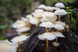 Waldpilz auf Holz im Naturdschungel - Herbstwildpilz im Freien weiß foto