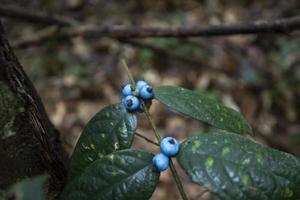 wilde Heidelbeere Sommerwald asiatische Beere auf Pflanzenbaum Naturfrucht foto