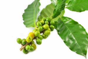 frische rohe grüne Kaffeebohnen und grünes Blatt isoliert auf weißem Hintergrund foto