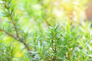 Rosmarinus officinalis Kraut und Zutat für Lebensmittel - Rosmarinpflanzenblätter im grünen Hintergrund der Gartennatur foto