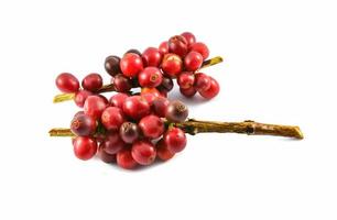 frische rote Kaffeebohnen isoliert auf weißem Hintergrund foto