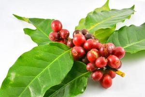 frische rote Kaffeebohnen und grünes Blatt isoliert auf weißem Hintergrund foto