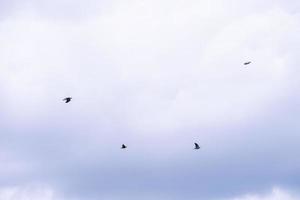 Vögel, die in den blauen Himmel fliegen foto