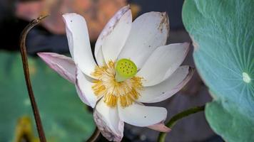 Lotusblume, die im Teich blüht foto