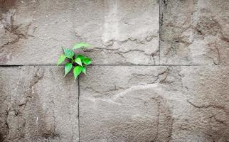 Pfeifenblatt, das durch Riss in der alten Sandsteinmauer wächst, foto
