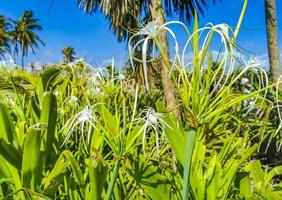 hymenocallis caribaea karibische spinnenlilie einzigartige weiße blume tulum mexiko. foto