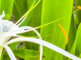 hymenocallis caribaea karibische spinnenlilie einzigartige weiße blume tulum mexiko. foto