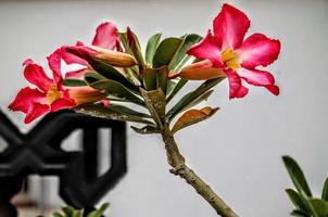 Die Frangipani-Blüten haben eine natürliche hellrosa Textur mit einem weißen Wandhintergrund foto