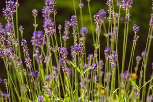 Lavendel auf Steingarten foto