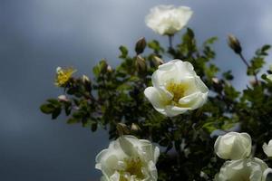 Wilde weiße Rosenblüte der Hagebutte gegen den blauen Himmel foto