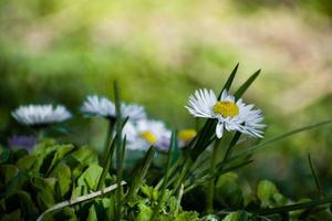 Weißes Gänseblümchen auf der grünen Wiese. Gänseblümchenblume - wilde Kamille. weiße Gänseblümchen im Garten. bellis perennis. foto