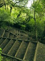 Treppen im Regenwald