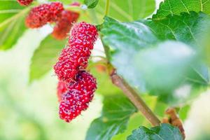 frische rote Maulbeerfrüchte auf Ast foto