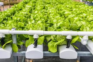 frische Bio-Grünblätter-Salatsalatpflanze im Hydroponik-Gemüse-Farmsystem foto