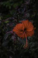 Hawaiianische Hibiskusblüte foto