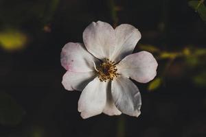 Makrofoto der farbigen Blume foto