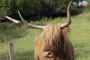 Longhorn Hochlandkuh im Feld foto