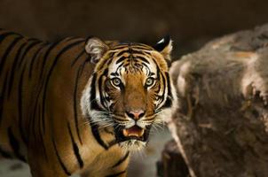 ein sibirischer Tiger foto