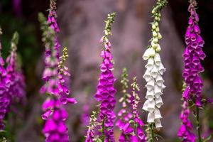 Nahaufnahme von Fingerhutblumen foto