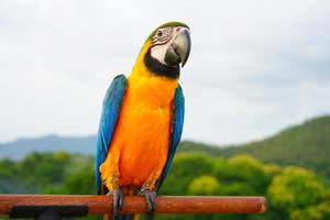 blau-gelber ara ara ararauna, auch bekannt als blau-goldener ara, ist ein großer südamerikanischer papagei auf holzstange. foto