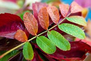 bunte Herbstblätter auf blauem Hintergrund foto