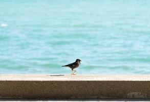 kleiner Vogel am Strand foto