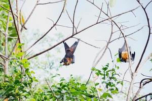 fledermäuse leben im wald foto