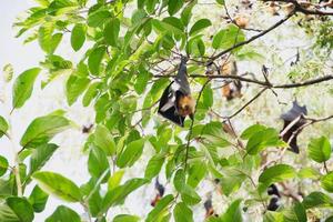 fledermäuse leben im wald foto