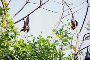 fledermäuse leben im wald foto