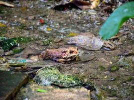 Kröte im Wasser foto