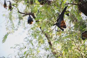 fledermäuse leben im wald foto