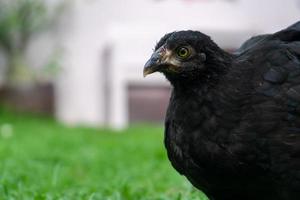 schwarzes Wyandotte-Huhn auf der Wiese. foto