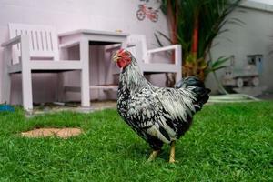 Weißes Wyandotte-Huhn auf der Wiese foto