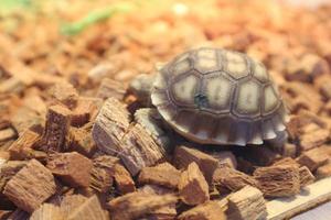 Sulcata-Babyschildkröten haben Rillen oder tiefe Linien auf ihren Panzern. foto
