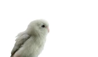 winziger weißer Papageiensittich forpus Vogel, weißer Isolationshintergrund. foto