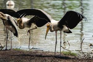 Marabu-Storch in der Nähe des Flusses. foto