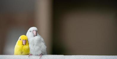Paar kleiner Papageiensittich weißer und gelber Forpusvogel. foto