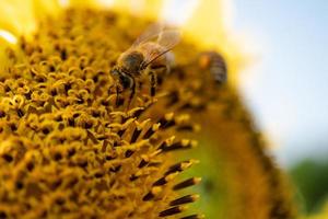 winzige Honigbiene, die auf dem Feld von gelber Sonnenblume bestäubt. foto