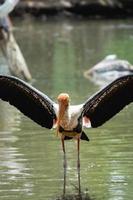 Marabu-Storch in der Nähe des Flusses. foto