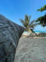 Schräge Kokospalme mit blauem Himmel am tropischen Strand. foto