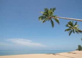Kokospalme am Sandstrand mit blauem Himmel. foto
