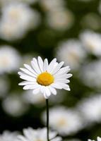 Gänseblümchen auf einem Feld foto